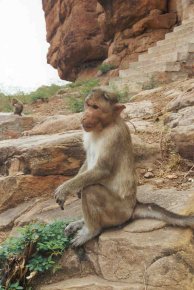 Sitzender Affe in Badami