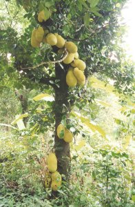 Jack Fruits