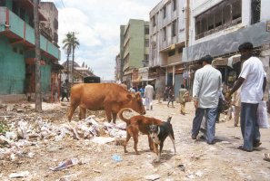 Kuh und Hunde beim City Market