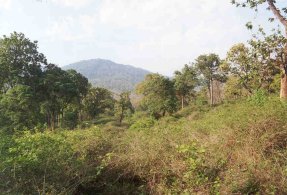 Im Mudumalai Nationalpark