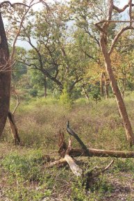 Pfau im Mudumalai Nationalpark