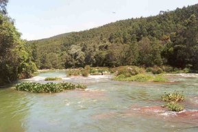 Landschaft bei Ooty