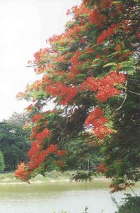 See im Lalbagh