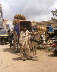 Pferdewagen beim Russel Market