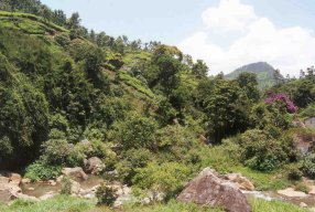 Teeplantage auf dem Weg nach Ooty