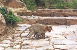 Zwei Affen in Badami